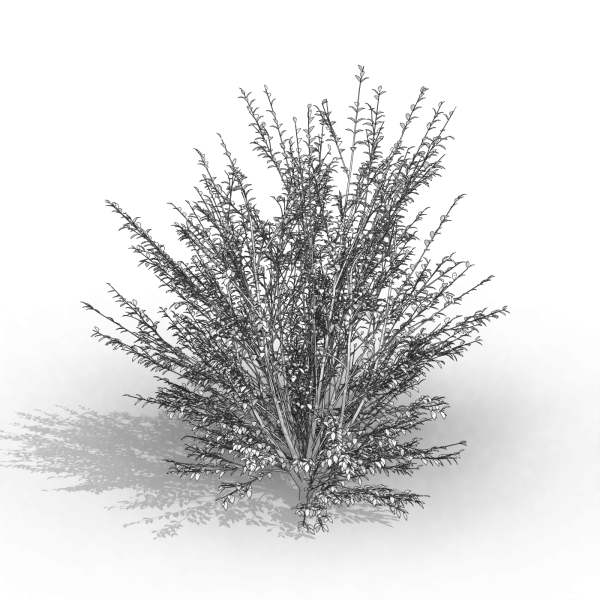 arquishrubpack03_Korean Privet x 5 scalable - Image 11
