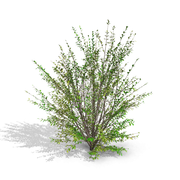 arquishrubpack03_Korean Privet x 5 scalable - Image 12