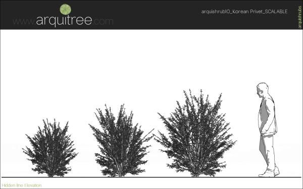 arquishrubpack03_Korean Privet x 5 scalable - Image 13