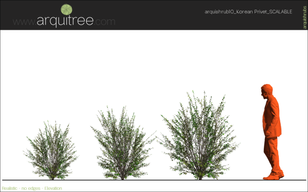 arquishrubpack03_Korean Privet x 5 scalable - Image 14
