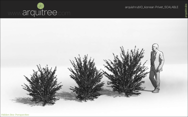 arquishrubpack03_Korean Privet x 5 scalable - Image 15