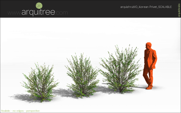 arquishrubpack03_Korean Privet x 5 scalable - Image 16