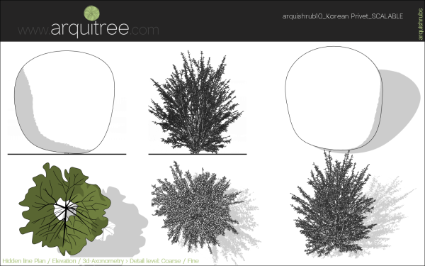 arquishrubpack03_Korean Privet x 5 scalable - Image 17