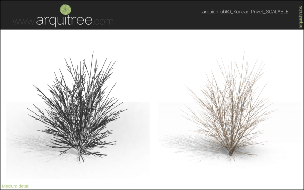 arquishrubpack03_Korean Privet x 5 scalable - Image 19