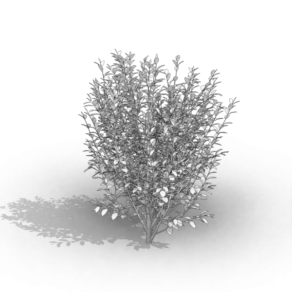 arquishrubpack03_Korean Privet x 5 scalable - Image 21