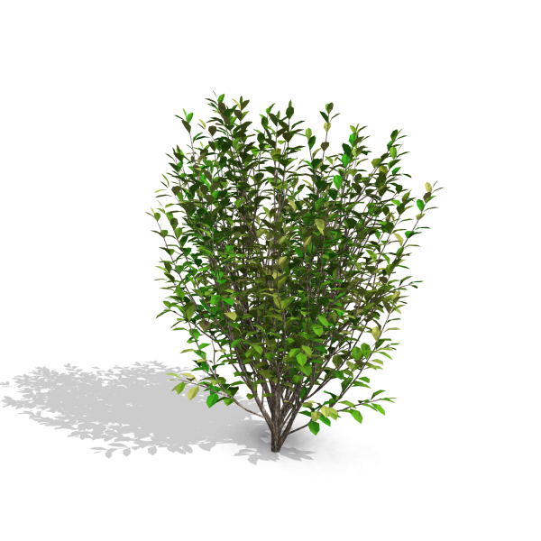 arquishrubpack03_Korean Privet x 5 scalable - Image 22