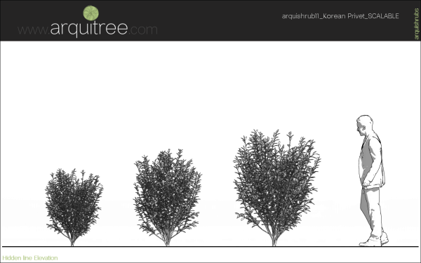 arquishrubpack03_Korean Privet x 5 scalable - Image 23