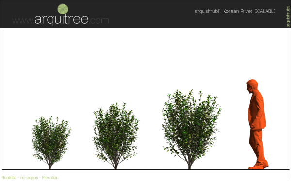arquishrubpack03_Korean Privet x 5 scalable - Image 24