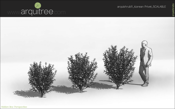 arquishrubpack03_Korean Privet x 5 scalable - Image 25