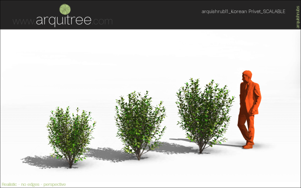arquishrubpack03_Korean Privet x 5 scalable - Image 26