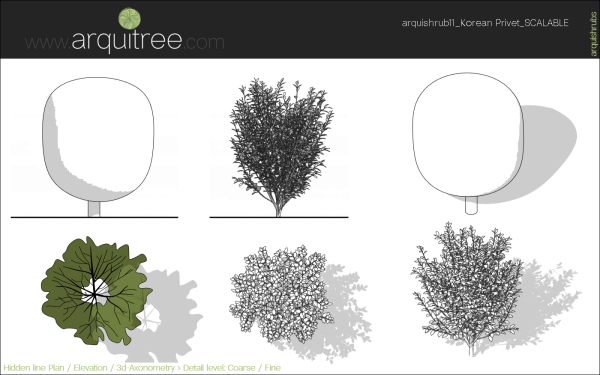 arquishrubpack03_Korean Privet x 5 scalable - Image 27