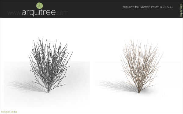 arquishrubpack03_Korean Privet x 5 scalable - Image 29