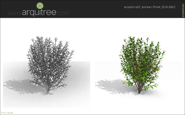 arquishrubpack03_Korean Privet x 5 scalable - Image 30