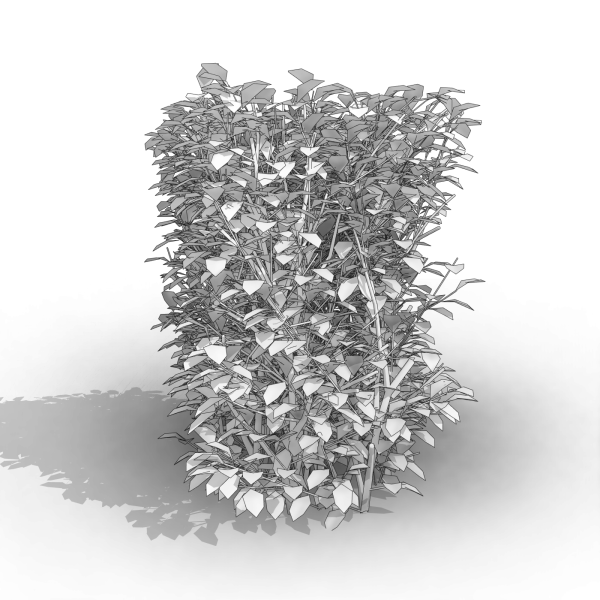 arquishrubpack03_Korean Privet x 5 scalable - Image 31