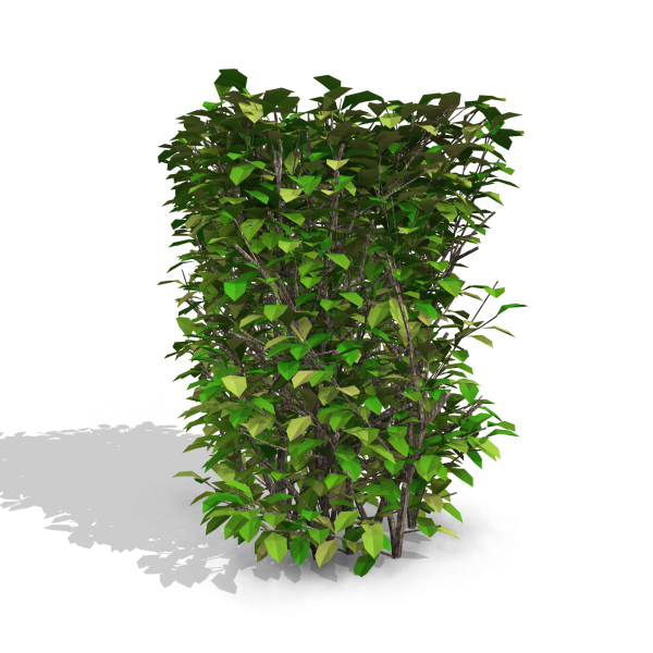 arquishrubpack03_Korean Privet x 5 scalable - Image 32