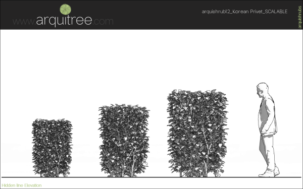 arquishrubpack03_Korean Privet x 5 scalable - Image 33