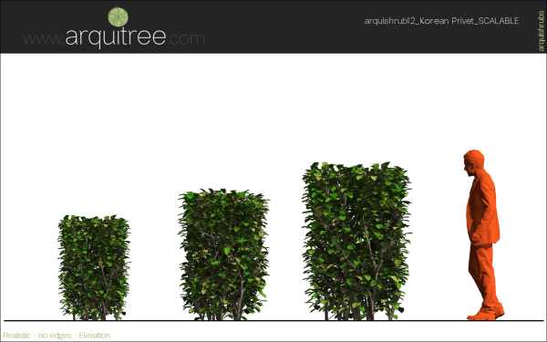 arquishrubpack03_Korean Privet x 5 scalable - Image 34