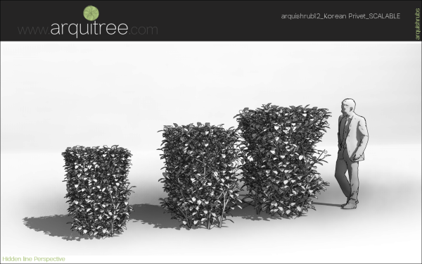 arquishrubpack03_Korean Privet x 5 scalable - Image 35