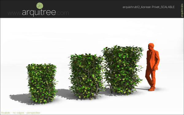 arquishrubpack03_Korean Privet x 5 scalable - Image 36