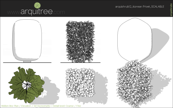 arquishrubpack03_Korean Privet x 5 scalable - Image 37