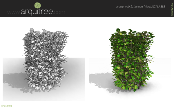arquishrubpack03_Korean Privet x 5 scalable - Image 40