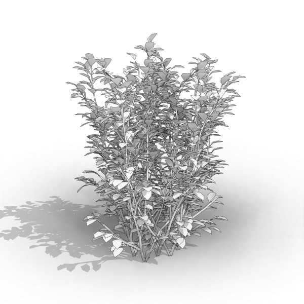 arquishrubpack03_Korean Privet x 5 scalable - Image 41