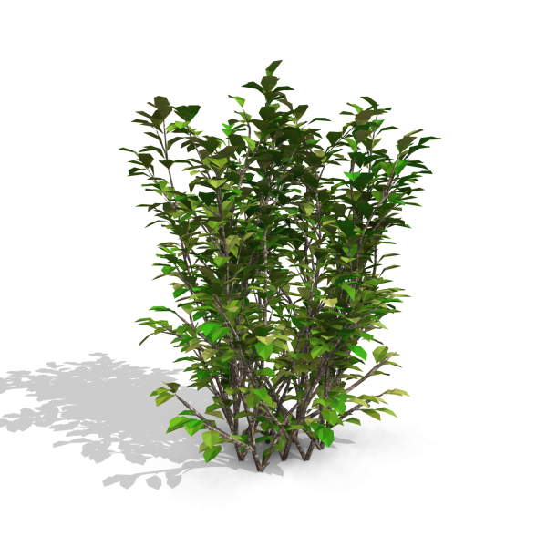 arquishrubpack03_Korean Privet x 5 scalable - Image 42