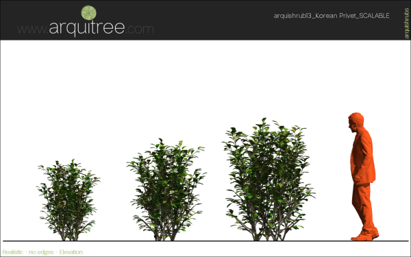 arquishrubpack03_Korean Privet x 5 scalable - Image 44