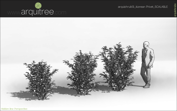 arquishrubpack03_Korean Privet x 5 scalable - Image 45