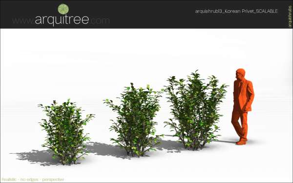 arquishrubpack03_Korean Privet x 5 scalable - Image 46