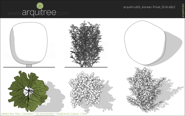 arquishrubpack03_Korean Privet x 5 scalable - Image 47