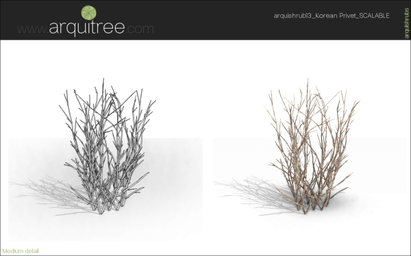 arquishrubpack03_Korean Privet x 5 scalable - Image 49