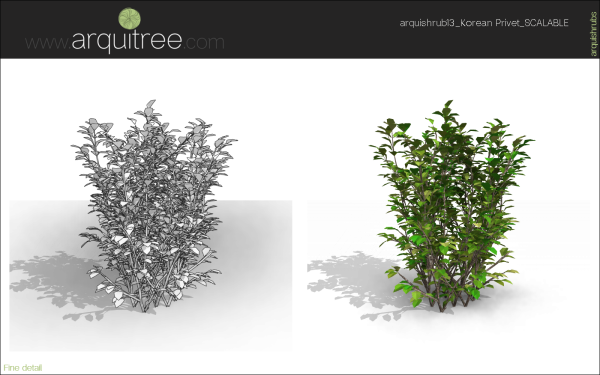 arquishrubpack03_Korean Privet x 5 scalable - Image 50