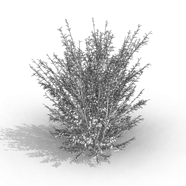 arquishrubpack03_Korean Privet x 5 scalable - Image 51