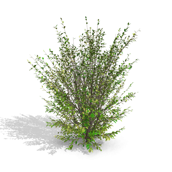 arquishrubpack03_Korean Privet x 5 scalable - Image 52