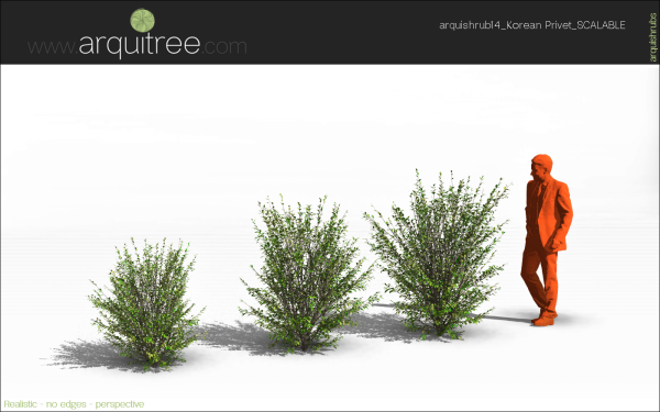 arquishrubpack03_Korean Privet x 5 scalable - Image 56