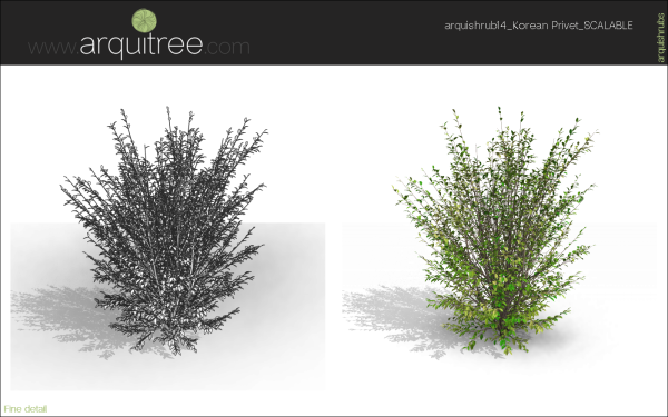 arquishrubpack03_Korean Privet x 5 scalable - Image 60