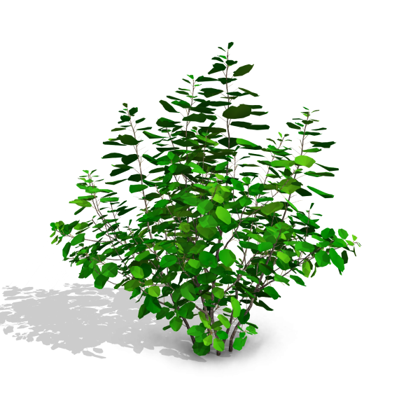 arquishrubpack04_Smoke Tree x 3 scalable - Image 12