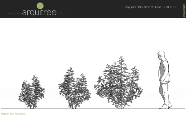 arquishrubpack04_Smoke Tree x 3 scalable - Image 13