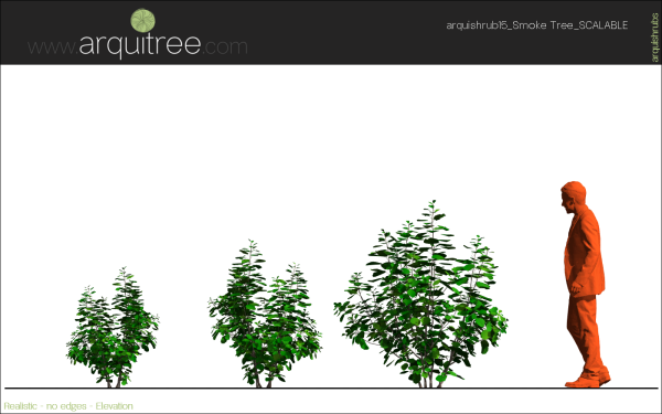 arquishrubpack04_Smoke Tree x 3 scalable - Image 14
