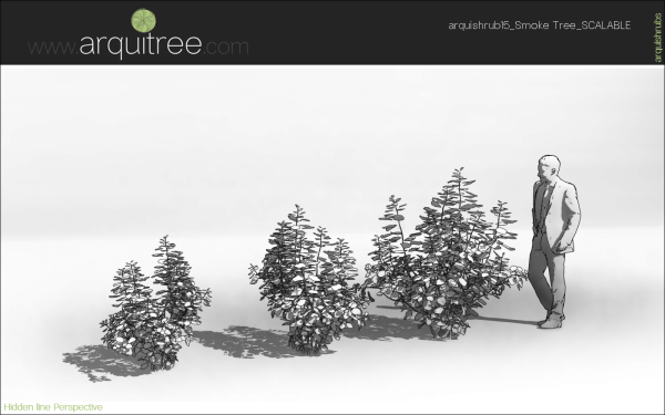 arquishrubpack04_Smoke Tree x 3 scalable - Image 15