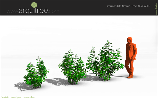arquishrubpack04_Smoke Tree x 3 scalable - Image 16