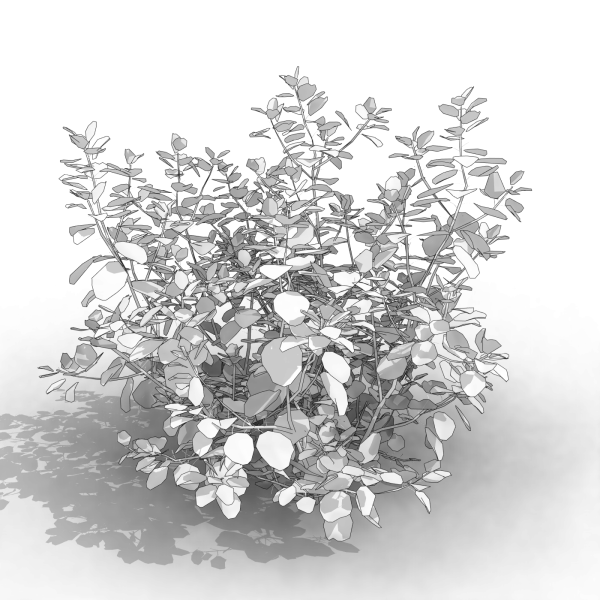 arquishrubpack04_Smoke Tree x 3 scalable - Image 21