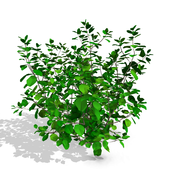 arquishrubpack04_Smoke Tree x 3 scalable - Image 22