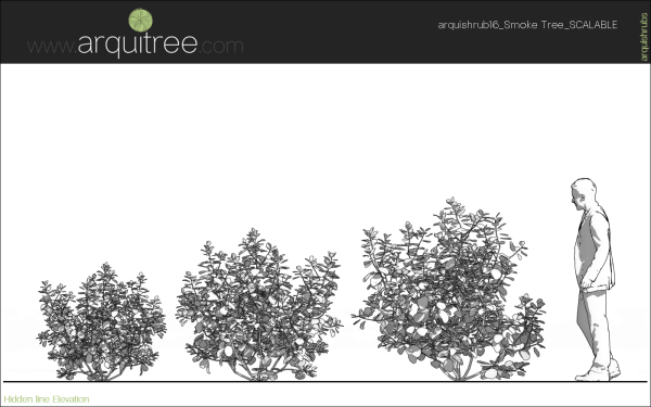 arquishrubpack04_Smoke Tree x 3 scalable - Image 23