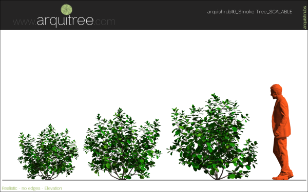 arquishrubpack04_Smoke Tree x 3 scalable - Image 24