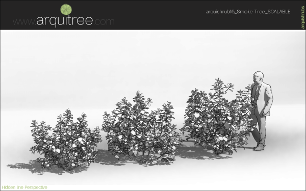 arquishrubpack04_Smoke Tree x 3 scalable - Image 25