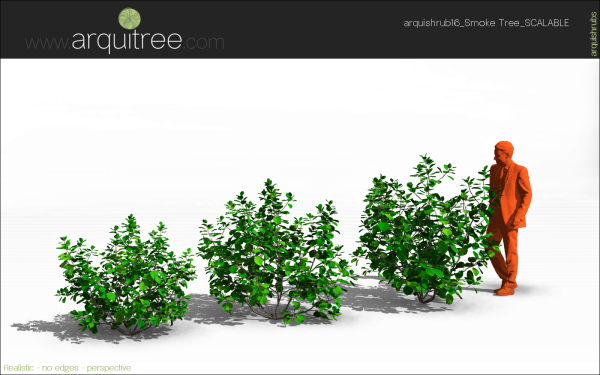 arquishrubpack04_Smoke Tree x 3 scalable - Image 26