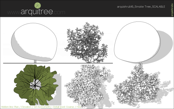 arquishrubpack04_Smoke Tree x 3 scalable - Image 27