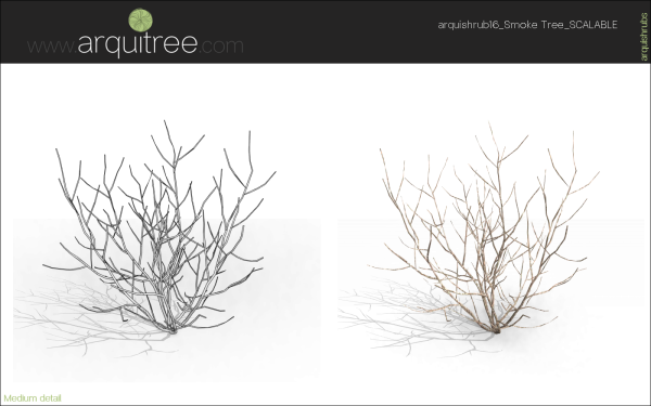 arquishrubpack04_Smoke Tree x 3 scalable - Image 29